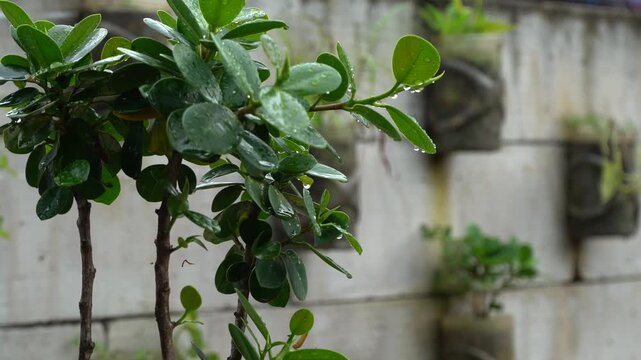 plants in the yard are wet after the rain