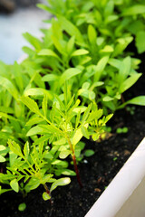 Young marigold and alyssum seedlings growing in small containers at home, showing early plant development for gardening and flower cultivation. Perfect for themes of home gardening and seed starting.