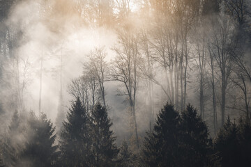 Foggy moody forestlandscape background