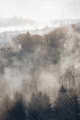 Foggy moody forestlandscape background