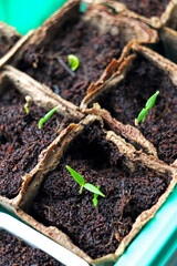 First pepper sprouts emerging from peat pots, showing early plant development and eco-friendly seed starting. Ideal for themes of sustainable agriculture, eco-farming, gardening and crop cultivation.