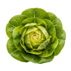 Obraz premium Fresh and vibrant green cos lettuce head on transparent background