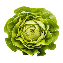 Fototapeta premium Fresh vibrant green butter lettuce head, perfect for salads on transparent background