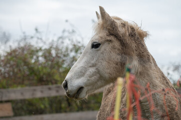 Portrait of a horse from a winter shelter in the forest