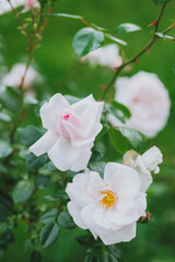 Soft pink roses blooming in a lush garden during the spring season
