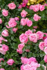 Pink roses blooming abundantly in a lush garden during springtime sunlight