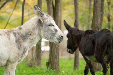 Rescued domestic donkeys from a horse sanctuary in Serbia search for extra fresh food in the forest
