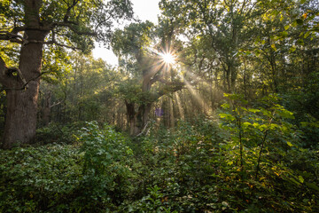 Sonnenstrahlen im Burgwald Dinklage