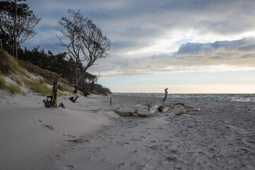 Weststrand Fischland Dar&szlig; mit Baumteilen.