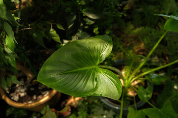 Alocasia macrorrhizos leaf detail in greenhouse for concepts of botanical beauty, exotic growth and nature aesthetics