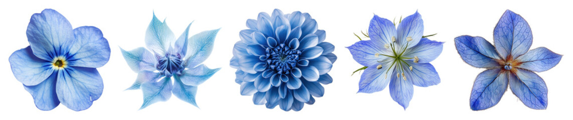 Fototapeta premium PNG Vibrant blue floral arrangement, element set on transparent background