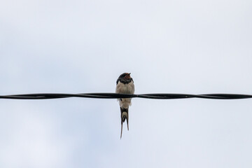 Barn Swallow Bird Perched on Electric Wire Against Clear Sky &ndash; Minimalist Wildlife Photo