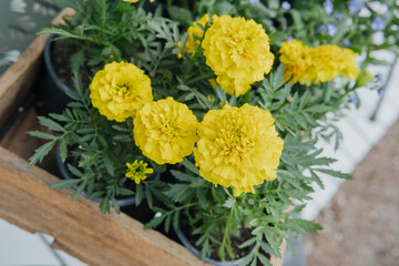 Bright yellow marigold flowers blooming in a wooden planter during springtime