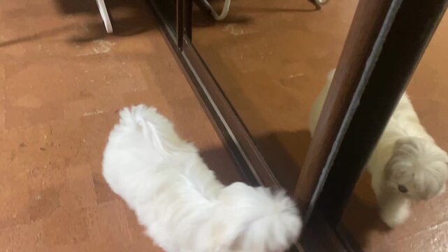 Puppy sees its reflection in the mirror for first time and tries to establish contact with image. Mirror reaction. Self-recognition behavior.