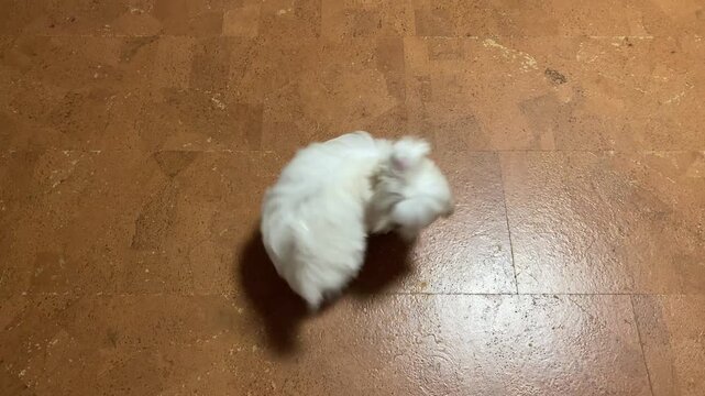 The dog is spinning, trying to understand its tail. Repetitive compulsive behavior. Chasing one's tail. Maltese puppy. Canis lupus familiaris. Funny animals.