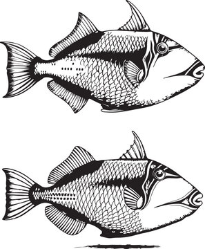 Triggerfish isolated on transparent background, detailed hand drawn illustration