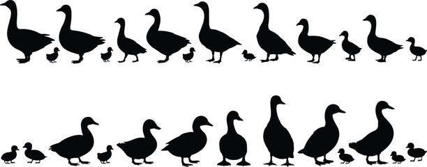Duck and duckling silhouette set, wildlife bird icons, animal family walking poses, nature theme, flat vector illustration, black shapes