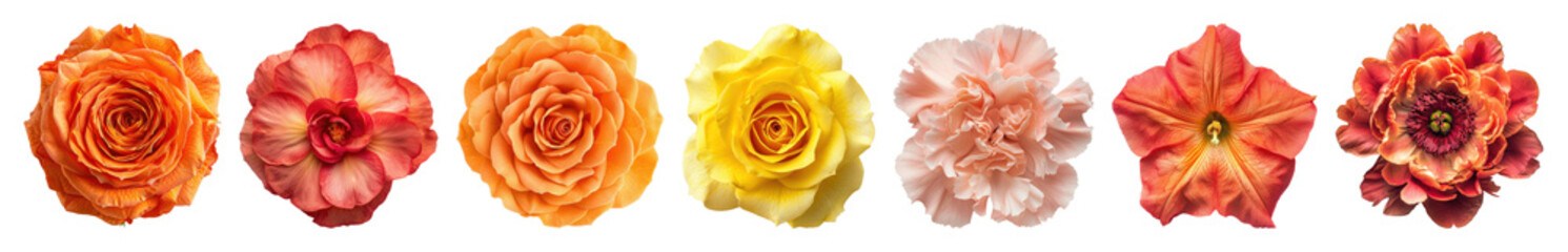 Fototapeta premium PNG Vibrant colorful floral arrangement, element set on transparent background