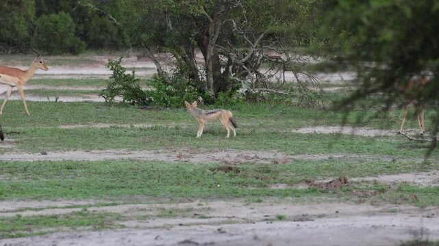 Opportunistic black-backed jackals between Impalas