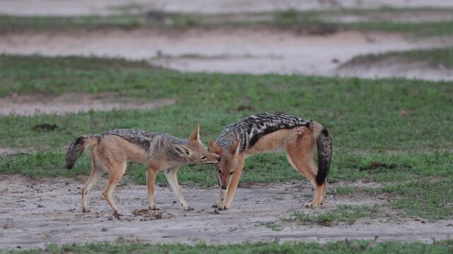 Playful pair of Black backed jackals
