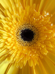 close up of yellow gerbera flower with a black center