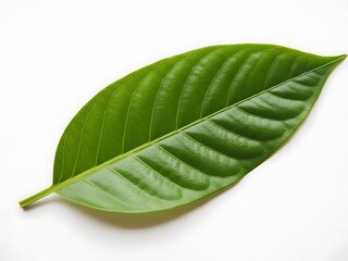 Obraz premium Single green leaf with prominent veins on clean white background
