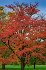 Vibrant red maple tree in autumn foliage