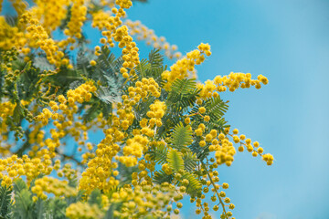 Mimosa Blossoms Under Blue Spring Sky