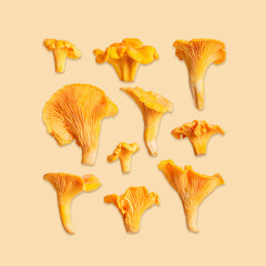 Wild forest chanterelle mushrooms on light beige background. Minimal top view square linear...