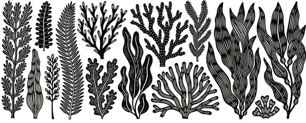 Vintage style hand drawn vector set of various sea plants, corals, and seaweed, intricate marine life illustrations for aquatic design, botanical underwater theme elements. © VectoVerse