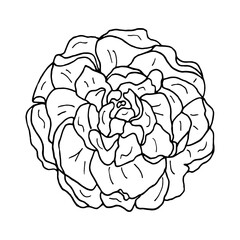Hand-drawn flower outline as a decorative element. Botanical illustration of a peony or rose flower for decorating wedding invitations, greeting cards, tattoos, and textile designs.