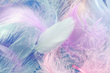 Closeup view of colorful feathers. Angelic pastel background