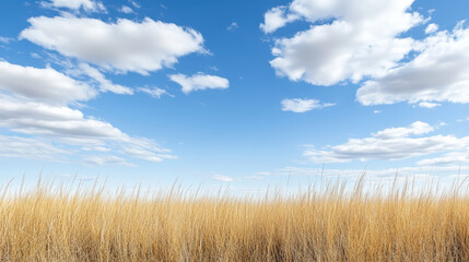 Fototapeta premium Golden meadow horizon peaceful sky calming clouds