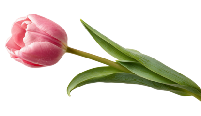 Pink tulip flower with vibrant petals and green stem isolated on transparent background