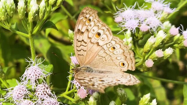 Grey Pansy Butterfly Over Siam Weed Flowers On A Sunny Springtime. Close-up Shot