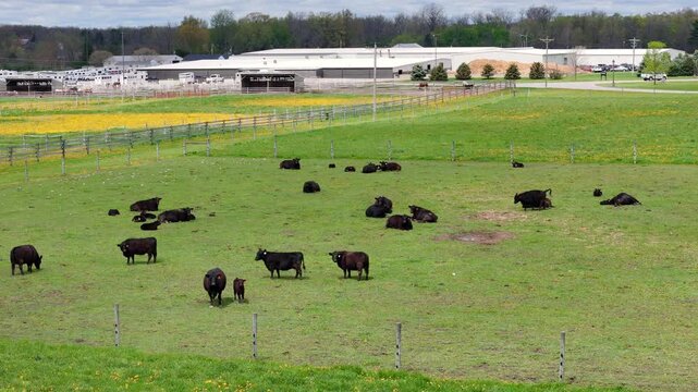 Black cattle grazing in green pasture at UF Animal Science center in Ohio, USA