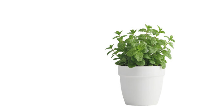Fresh green mint plant growing in white ceramic flower pot aromatic kitchen herb isolated on white background
