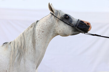 Grey arabian horse in stud farm background
