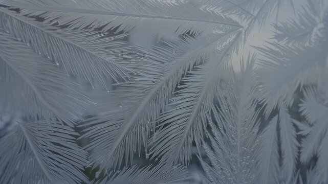 Frost patterns resemble fern leaves on a window