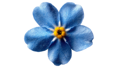 Blue forget-me-not flower with five petals and a yellow center isolated on transparent background