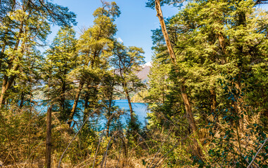 Fototapeta premium Arrayanes Trail, Lake Moreno West, Bariloch, Rio Negro Province, Argentine Patagonia.