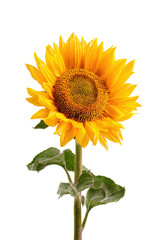 Obraz premium Bright yellow sunflower with green stem and leaves standing tall isolated on transparent background