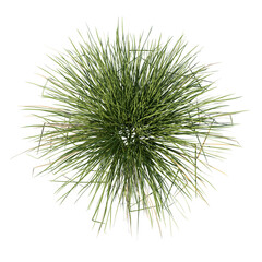 Spiky fescue top view isolated transparent realistic background photo realistic 3d rendering PNG with alpha channel
