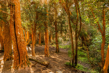 Arrayanes Trail, Lake Moreno West, Bariloch, Rio Negro Province, Argentine Patagonia.