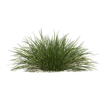 Spiky fescue (bearskin, Festuca gautieri) isolated transparent realistic background photo realistic 3d rendering PNG with alpha channel
