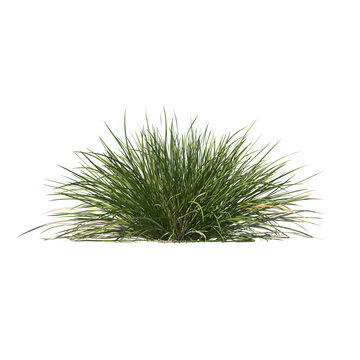 Spiky fescue (bearskin, Festuca gautieri) isolated transparent realistic background photo realistic 3d rendering PNG with alpha channel
