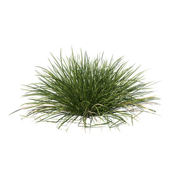 Spiky fescue (bearskin, Festuca gautieri) isolated transparent realistic background photo realistic 3d rendering PNG with alpha channel
