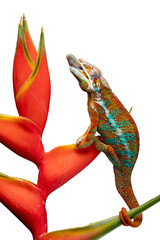 Amazing rainbow color of Panther Chameleon (Furcifer pardalis) photographed on heliconia flower.