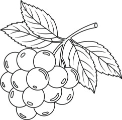 Berry Fruit with Leaves Vector