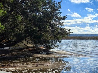 pines against a blue sky, pines on a clear day, pines in sunny weather, a forest of pines, a beautiful photo of a pine tree, a beautiful photo of a coniferous tree, a beautiful photo of a forest, the  © Алина Неборская